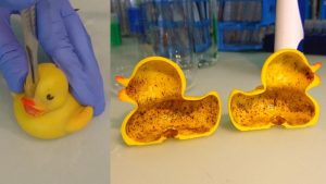 A rubber duck cut open to show a biofilm of microorganisms 